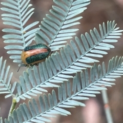Calomela parilis (Leaf beetle) at Mulligans Flat - 27 Jan 2023 by Hejor1