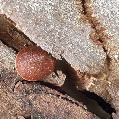 Paropsis intermedia (Eucalyptus leaf beetle) at Forde, ACT - 27 Jan 2023 by Hejor1