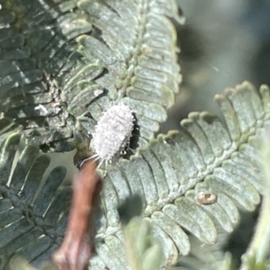 Coccinellidae (family) at Braddon, ACT - 27 Jan 2023