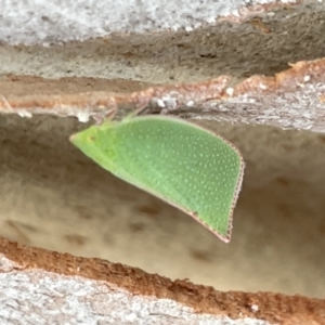 Siphanta acuta at Forde, ACT - 27 Jan 2023 12:48 PM