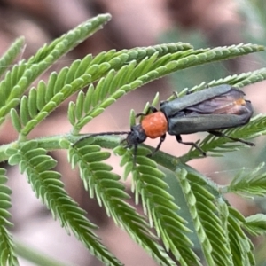 Chauliognathus tricolor at Forde, ACT - 27 Jan 2023 12:50 PM