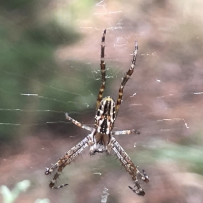 Plebs bradleyi (Enamelled spider) at Yarralumla, ACT - 22 Jan 2023 by Hejor1
