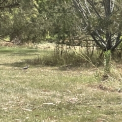 Vanellus miles (Masked Lapwing) at Yarralumla, ACT - 22 Jan 2023 by Hejor1