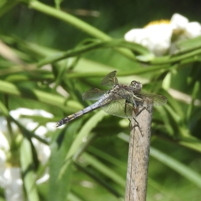 Orthetrum caledonicum (Blue Skimmer) at Burradoo, NSW - 24 Jan 2023 by GlossyGal