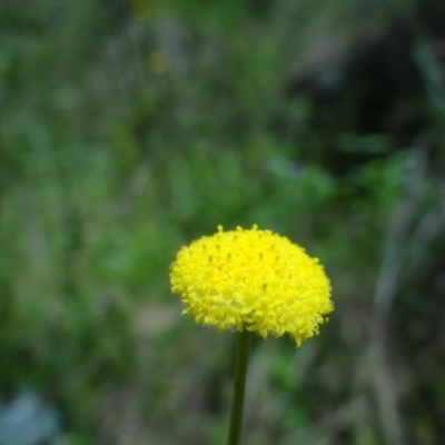 Craspedia variabilis (Common Billy Buttons) at Tennent, ACT - 10 Jan 2023 by Miranda