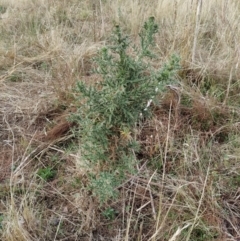 Cirsium vulgare (Spear Thistle) at Fadden, ACT - 28 Jan 2023 by KumikoCallaway