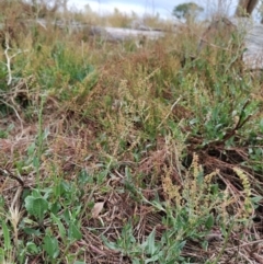 Rumex acetosella (Sheep Sorrel) at Wanniassa Hill - 26 Jan 2023 by KumikoCallaway