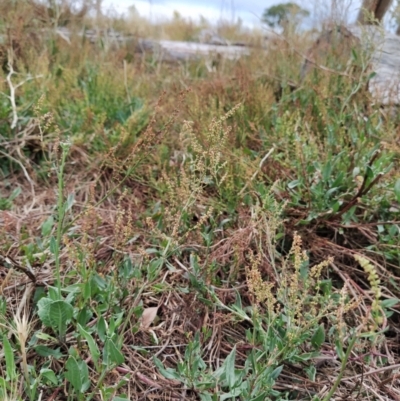 Rumex acetosella (Sheep Sorrel) at Wanniassa Hill - 26 Jan 2023 by KumikoCallaway