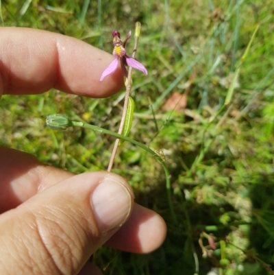 Eriochilus magenteus (Magenta Autumn Orchid) at Mt Holland - 28 Jan 2023 by danswell