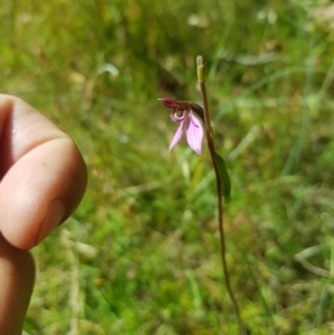 Eriochilus magenteus at Tinderry, NSW - 28 Jan 2023