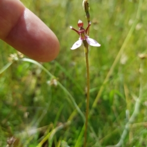 Eriochilus magenteus at Tinderry, NSW - suppressed