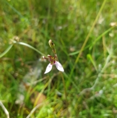 Eriochilus magenteus at Tinderry, NSW - suppressed