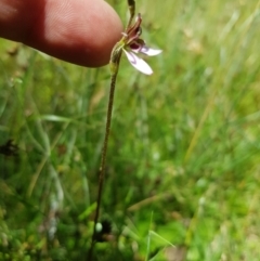 Eriochilus magenteus at Tinderry, NSW - 28 Jan 2023