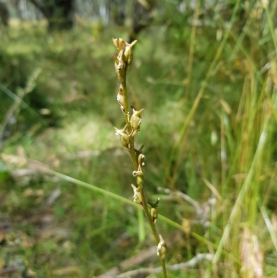 Stylidium armeria subsp. armeria (Trigger Plant) at Tinderry, NSW - 28 Jan 2023 by danswell