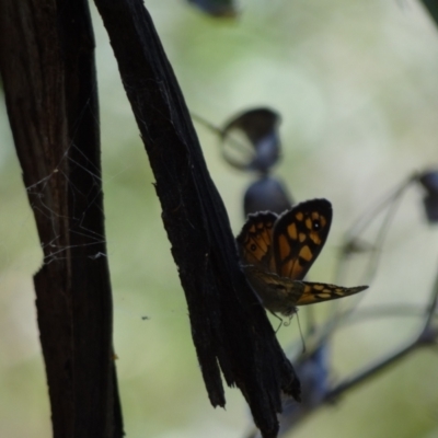 Geitoneura klugii (Marbled Xenica) at Tennent, ACT - 10 Jan 2023 by Miranda