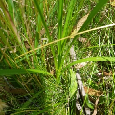 Carex incomitata (Hillside Sedge) at Tinderry, NSW - 28 Jan 2023 by danswell