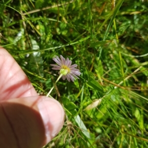 Brachyscome graminea at Tinderry, NSW - 28 Jan 2023 11:13 AM