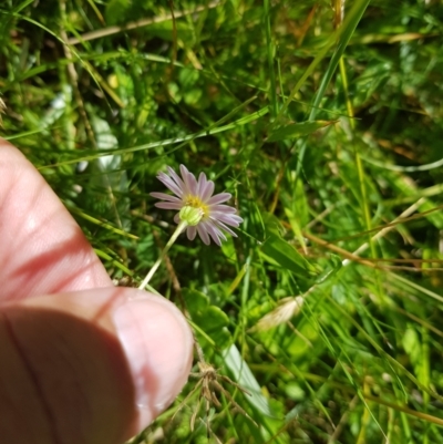 Brachyscome graminea (Grass Daisy) at Mt Holland - 28 Jan 2023 by danswell