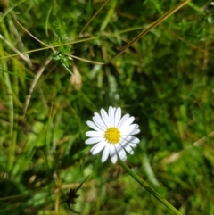 Brachyscome graminea at Tinderry, NSW - 28 Jan 2023