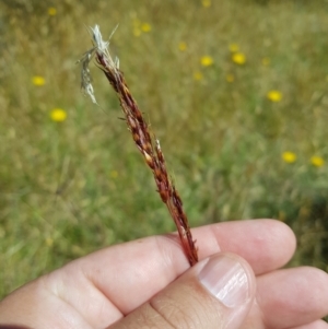 Sorghum leiocladum at Tinderry, NSW - 28 Jan 2023