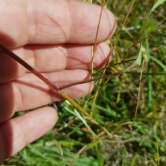 Sorghum leiocladum at Tinderry, NSW - 28 Jan 2023