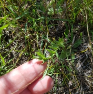 Leptorhynchos squamatus subsp. squamatus at Tinderry, NSW - 28 Jan 2023