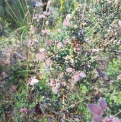 Mirbelia oxylobioides (Mountain Mirbelia) at Burnt School Nature Reserve - 27 Jan 2023 by danswell