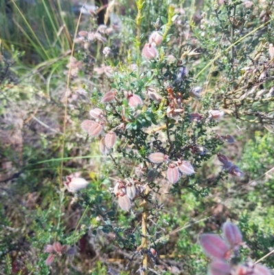 Mirbelia oxylobioides (Mountain Mirbelia) at Tinderry, NSW - 27 Jan 2023 by danswell