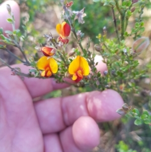 Mirbelia oxylobioides at Tinderry, NSW - 28 Jan 2023