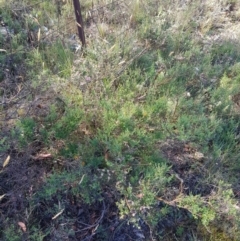 Mirbelia oxylobioides at Tinderry, NSW - 28 Jan 2023