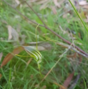 Diplodium decurvum at Tinderry, NSW - 28 Jan 2023