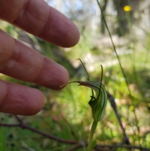 Diplodium decurvum at Tinderry, NSW - 28 Jan 2023