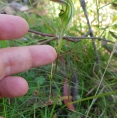 Diplodium decurvum at Tinderry, NSW - 28 Jan 2023