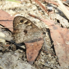 Geitoneura klugii (Marbled Xenica) at Bundanoon, NSW - 25 Jan 2023 by GlossyGal