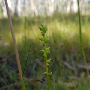 Microtis parviflora at Tinderry, NSW - 28 Jan 2023