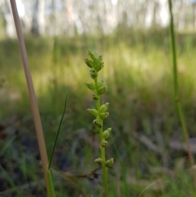 Microtis parviflora (Slender Onion Orchid) at Mt Holland - 27 Jan 2023 by danswell