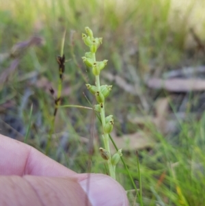 Microtis parviflora at Tinderry, NSW - suppressed