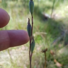 Thelymitra (genus) (sun orchids) at Tinderry, NSW - 28 Jan 2023 by danswell