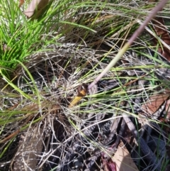 Thelymitra sp. at Tinderry, NSW - 28 Jan 2023