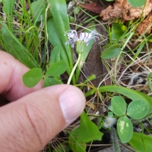 Brachyscome decipiens at Tinderry, NSW - 28 Jan 2023 09:43 AM