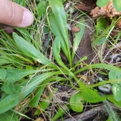 Brachyscome decipiens at Tinderry, NSW - 28 Jan 2023 09:43 AM