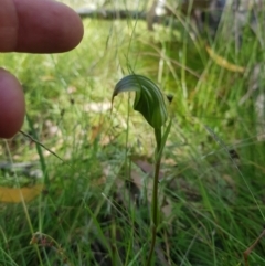 Diplodium aestivum (Long-tongued Summer Greenhood) at Tinderry, NSW - 27 Jan 2023 by danswell