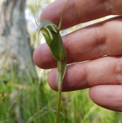 Diplodium decurvum at Tinderry, NSW - 28 Jan 2023