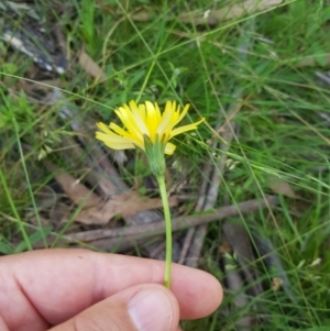 Microseris walteri at Tinderry, NSW - 28 Jan 2023