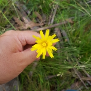 Microseris walteri at Tinderry, NSW - 28 Jan 2023