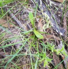 Microseris walteri at Tinderry, NSW - 28 Jan 2023