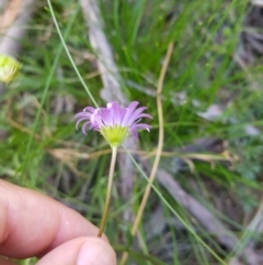 Calotis scabiosifolia var. integrifolia at Tinderry, NSW - 28 Jan 2023 09:29 AM