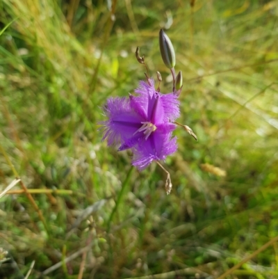 Thysanotus tuberosus subsp. tuberosus (Common Fringe-lily) at Tinderry, NSW - 27 Jan 2023 by danswell