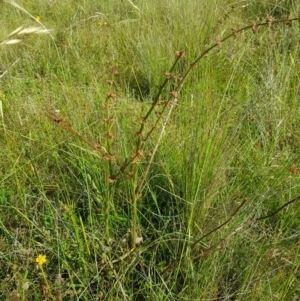 Rumex brownii at Tinderry, NSW - 28 Jan 2023