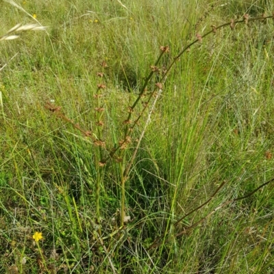 Rumex brownii (Slender Dock) at Tinderry, NSW - 27 Jan 2023 by danswell